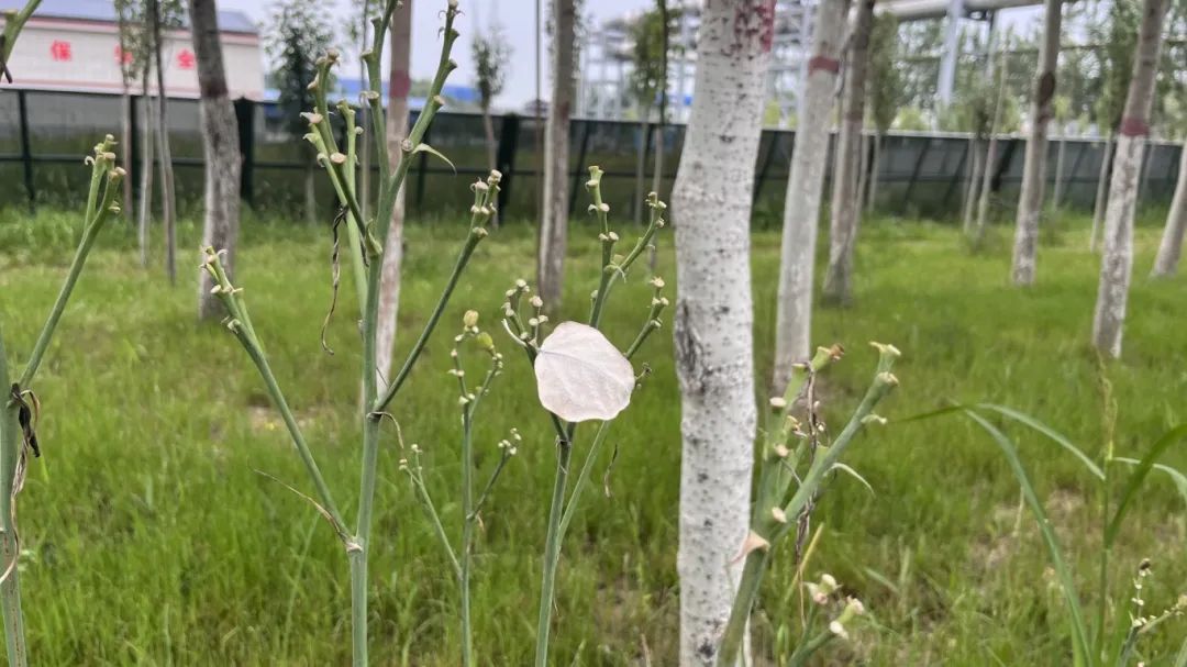 1754612896655330.jpg 5.jpg